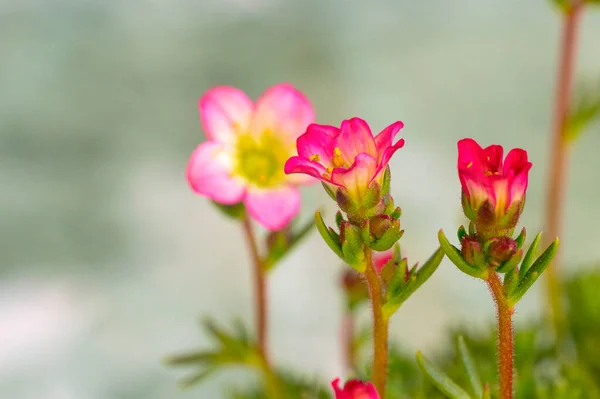 Piękne Małe Różowe Kwiaty Ogrodzie — Zdjęcie stockowe