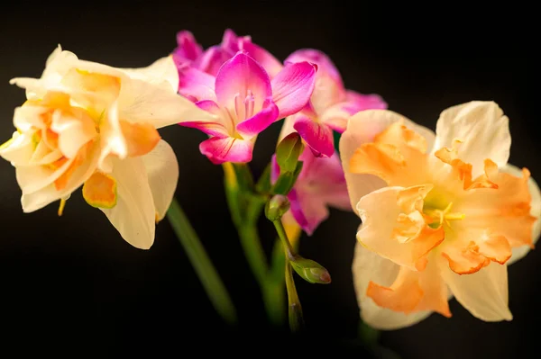 Hermosas Flores Fondo Concepto Floral —  Fotos de Stock