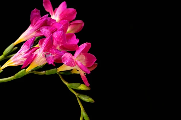 Siyah Arkaplanda Güzel Pembe Orkide — Stok fotoğraf