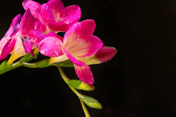 Hermosa Orquídea Rosa Sobre Fondo Negro —  Fotos de Stock