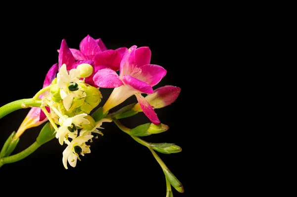 美しいピンクの蘭と黒い背景の小さな白い花 — ストック写真