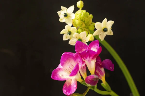 Vacker Rosa Orkidé Och Små Vita Blommor Svart Bakgrund — Stockfoto