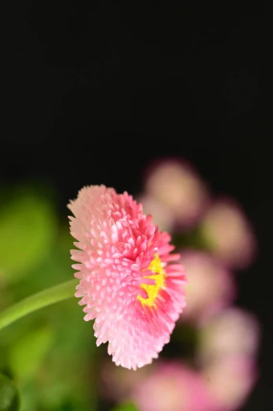 Krásné Jasné Květy Tmavém Pozadí — Stock fotografie