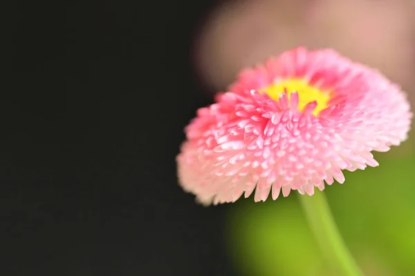 Красиві Яскраві Квіти Темному Тлі — стокове фото