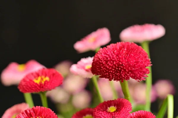 Lindas Flores Brilhantes Fundo Escuro — Fotografia de Stock