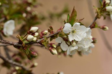 Güzel bahar çiçekleri, doğa arka planı.