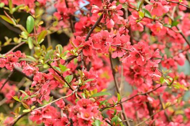 Güzel bahar çiçekleri, doğa arka planı.