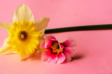 beautiful spring  flowers composition, close up