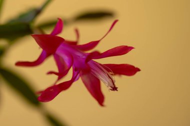 Bahçedeki güzel pembe çiçek