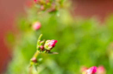 Bahçedeki küçük güzel pembe çiçekler