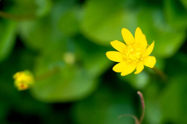 Belas Flores Amarelas Vista Perto Fundo Natureza — Fotografia de Stock