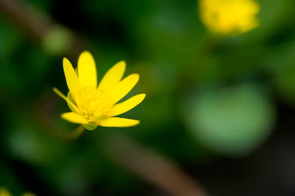 Vacker Gul Blommor Närbild Natur Bakgrund — Stockfoto