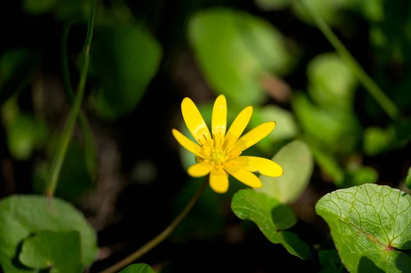 美しい黄色の花を間近で見る自然背景 — ストック写真