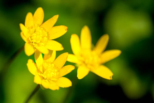 stock image beautiful yellow flowers close up view, nature background