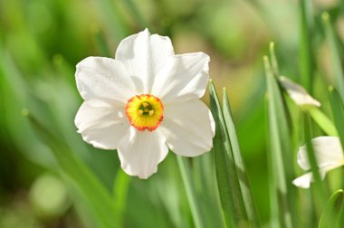 Bahçedeki nergis çiçeği.