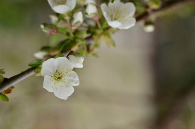 Güzel bahar çiçekleri, doğa arka planı.