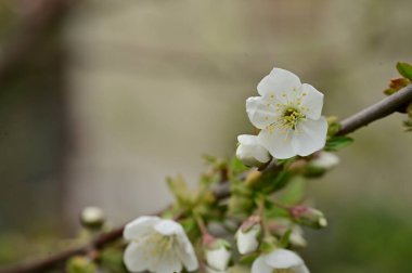 Güzel bahar çiçekleri, doğa arka planı.