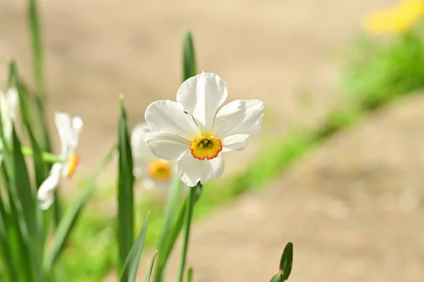 Daffodil Flower Garden — Stock Photo, Image