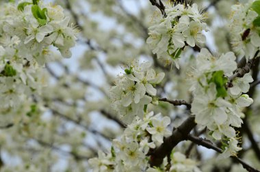 Güzel bahar çiçekleri, doğa arka planı.