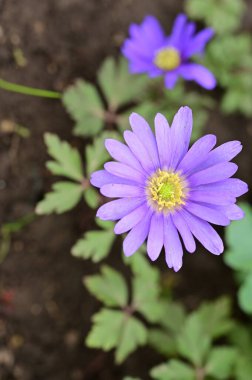 güzel çiçeklerin yakın görünümü 