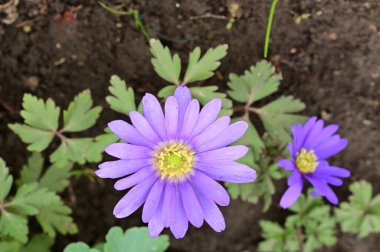 güzel çiçeklerin yakın görünümü 