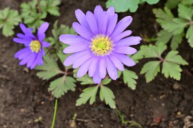 güzel çiçeklerin yakın görünümü 