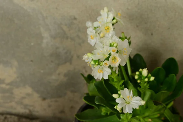 Vista Perto Belas Flores — Fotografia de Stock