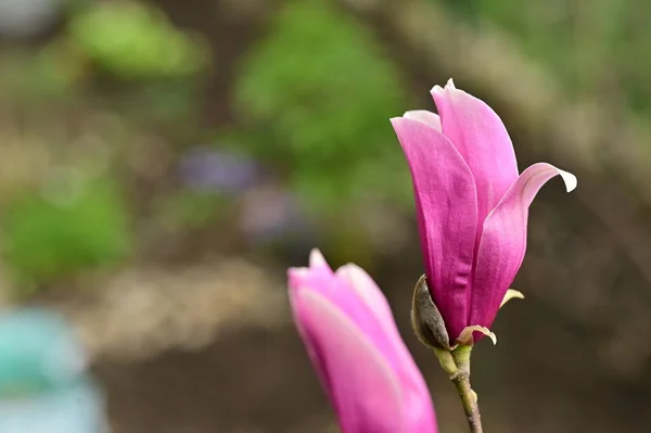 Wiosenne Kwiaty Kwiat Magnolii Widok Bliska — Zdjęcie stockowe