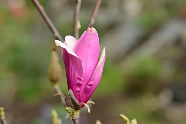 Jarní Květina Magnólie Květy Zblízka Pohled — Stock fotografie