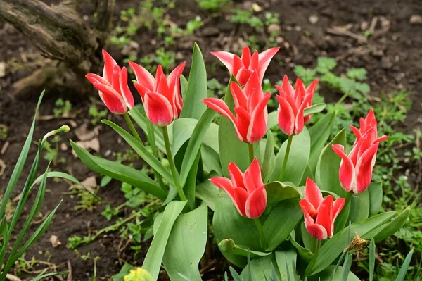 beautiful  tulip flowers growing in garden