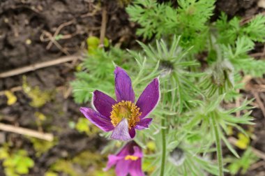 güzel çiçeklerin yakın görünümü 