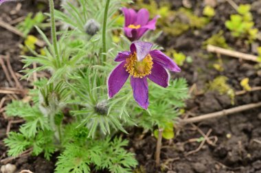 güzel çiçeklerin yakın görünümü 