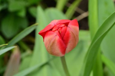 Bahçede büyüyen güzel lale çiçeği