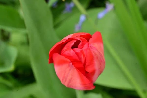 Bellissimo Fiore Tulipano Che Cresce Giardino — Foto Stock