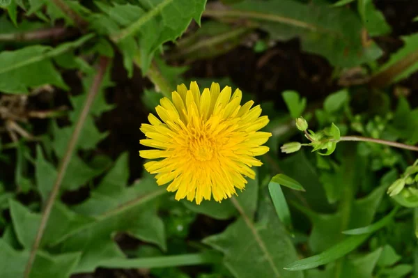 Schöne Dandilion Blume Wächst Garten — Stockfoto