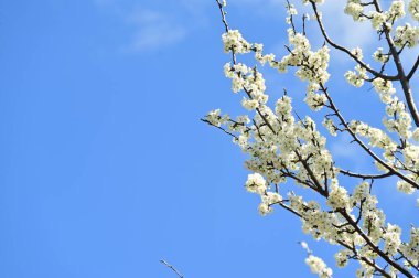 Güzel bahar çiçekleri, doğa arka planı.