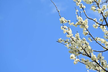 Güzel bahar çiçekleri, doğa arka planı.