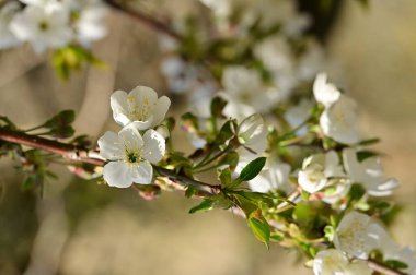 Güzel bahar çiçekleri, doğa arka planı.