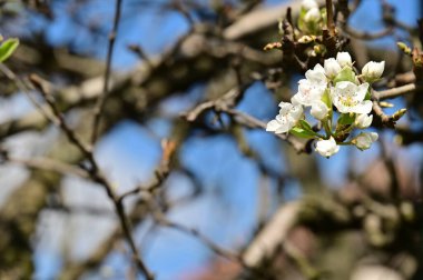 Güzel bahar çiçekleri, doğa arka planı.
