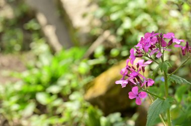 Bahçede yetişen güzel çiçek