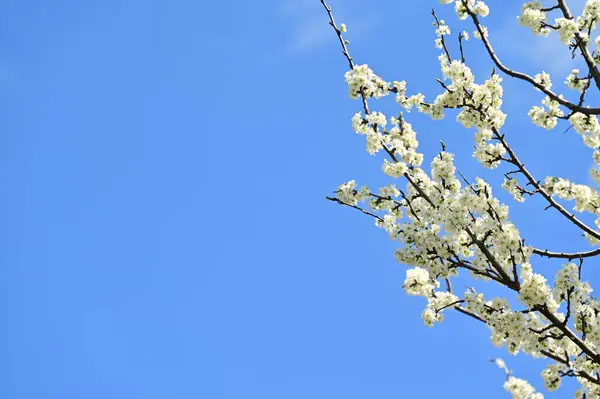 Güzel bahar çiçekleri, doğa arka planı.
