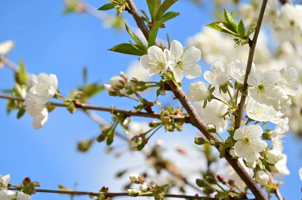 stock image beautiful  spring flowers blossom, nature background