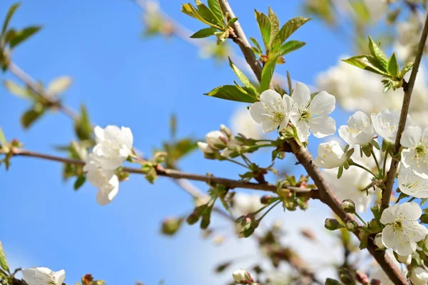 Stock image beautiful  spring flowers blossom, nature background