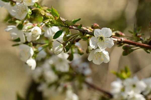 Beautiful Spring Flowers Blossom Nature Background — Stock Photo, Image