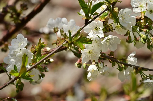 Красивый Весенний Цветок Природный Фон — стоковое фото