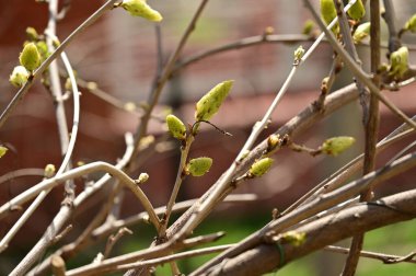  Bahçedeki yapraklar 