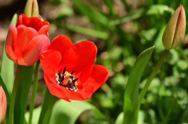 Bahçedeki güzel kırmızı laleler
