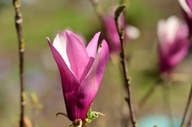 Bahçedeki güzel pembe manolya çiçekleri