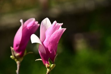 Bahçedeki güzel pembe manolya çiçekleri