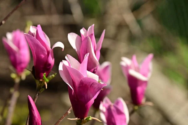 stock image beautiful pink magnolia flowers in the garden